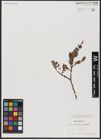 Foto von Salix aurita L.